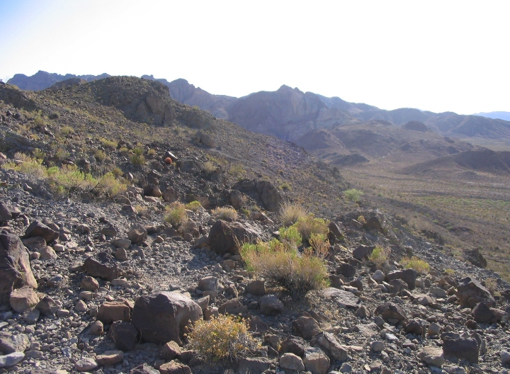 Desert Scrub Habitat